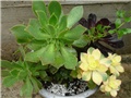 aeonium