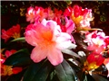 rododendrom