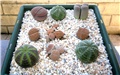 Lithops - Euphorbia obesa