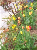Tulipani,raznobojni,lukovica,rano proljeće.