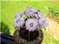 Gymnocalycium damsii 