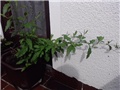 plumbago