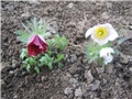 Pulsatilla