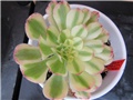 aeonium