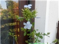 plumbago plavi