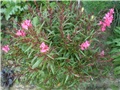 gaura