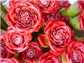 Siam rose sijamska ruza