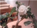 @bebolina - Adenium obesum