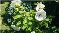 močvarni hibiskus