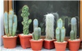cereus 