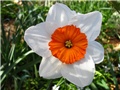 Narcissus - 