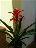 guzmania