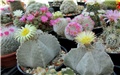 astrophytum myriostigma
