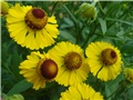 Helenium