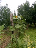 Suncokret 1