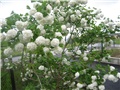 viburnum 