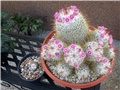 mammillarias