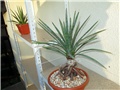 agave filifera