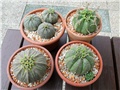 Euphorbia obesa 