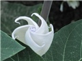 Datura