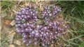 sedum