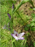 Gladiola