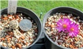 mammillaria hernandezii