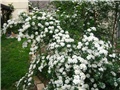 Spirea