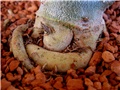 Adenium obesum caudex