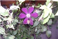 clematis
