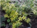 sedum