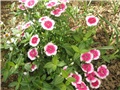 Dianthus