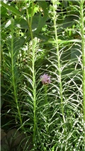 liatris spicata