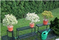  Crassula arborescens undulatifolia
