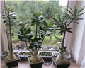socotranum   arabicum   somalense