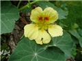 dragoljub - lat. tropaeolum hybriden