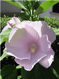 močvarni hibiskus