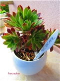 aeonium 2