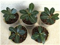 Adenium socotranum