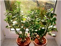 Adenium obesum