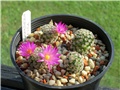 Mammillaria hernandezii