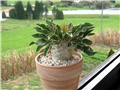 Pachypodium namaqanum