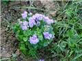 ageratum