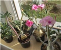 Adenium swazicum 