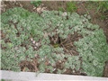 cotula