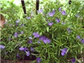 lobelia