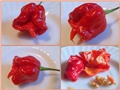 Trinidad scorpion moruga 