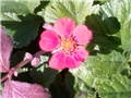 Geum coccineuym 'Koi'