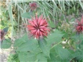crvena monarda