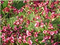 Weigela